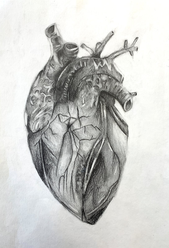 Hand Drawn Human Heart Anatomy Illustration Stock Illustration 2303857075 |  Shutterstock